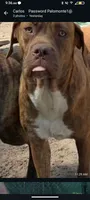 Jorgelina , a female Dogue de Bordeaux and Cane Corso for sale in Gainesville, FL – 2 of 2