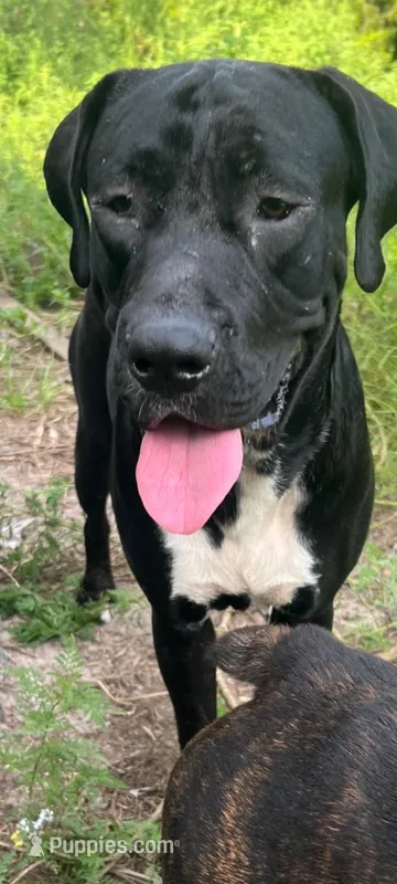Saturno  – Cane Corso puppy for sale in Gainesville, FL