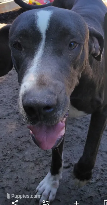 Silver – Great Dane puppy for sale in Gainesville, FL