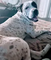 Charley , a male American Bulldog for sale in Gainesville, FL – 1 of 1