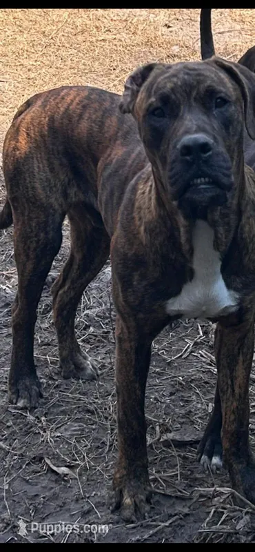 Ranfan – Perro de Presa Canario puppy for sale in Gainesville, FL