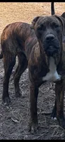 Ranfan, a male Perro de Presa Canario for sale in Gainesville, FL – 1 of 1
