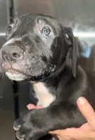 Goliat, a male Neapolitan Mastiff and Cane Corso for sale in Gainesville, FL – 1 of 4