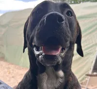 Rai -ra, a female Cane Corso for sale in Gainesville, FL – Photo 3 of 3