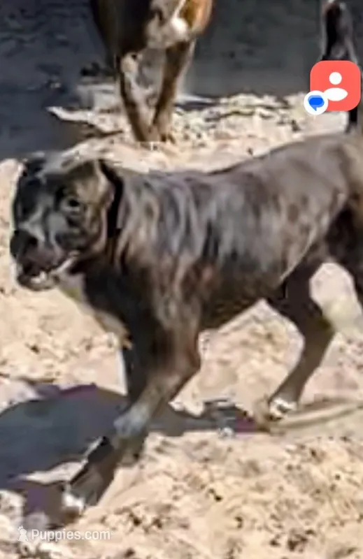 Rai -ra – Cane Corso puppy for sale in Gainesville, FL