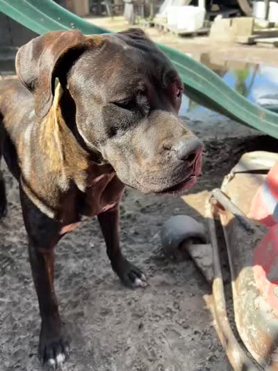Negri, a female Perro de Presa Canario and Cane Corso for sale in Gainesville, FL – 3 of 3