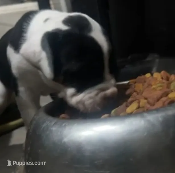 N/A – American Mastiff puppy for sale in Gainesville, FL
