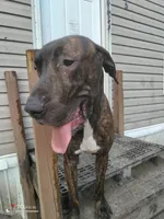 Thor , a male Great Dane for sale in Gainesville, FL – 2 of 2