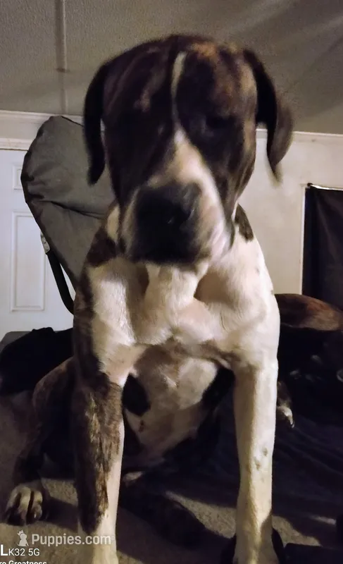 Maestra  – American Bulldog puppy for sale in Gainesville, FL