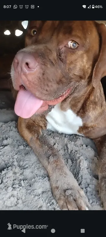 Jorgelina  – Dogue de Bordeaux, Cane Corso puppy for sale in Gainesville, FL