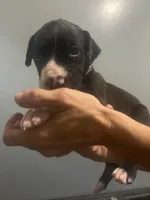 Goliat, a male Cane Corso and American Mastiff for sale in Gainesville, FL – 1 of 1