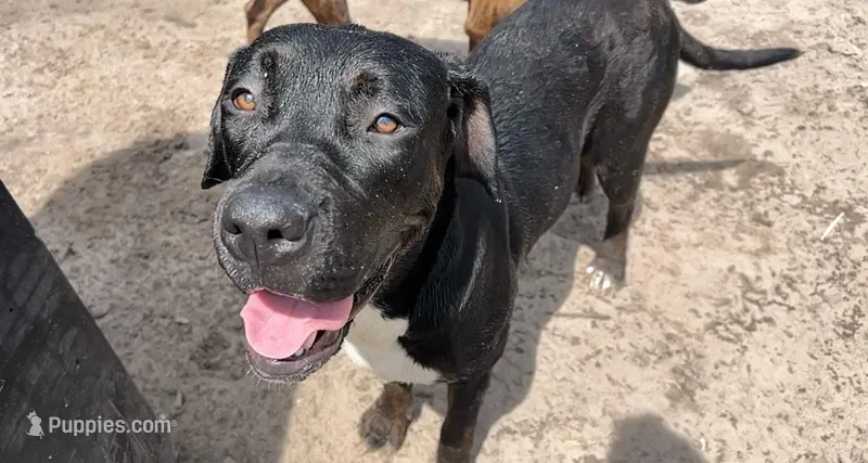 Pulgui – Cane Corso puppy for sale in Gainesville, FL