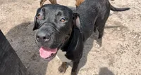 Pulgui, a female Cane Corso for sale in Gainesville, FL – 1 of 1