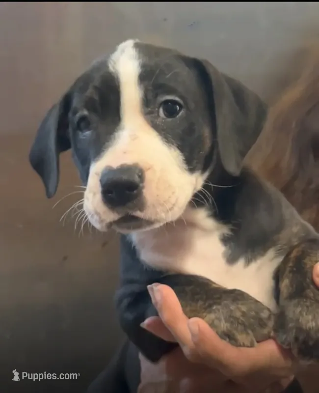 Dina  – Cane Corso, American Mastiff puppy for sale in Gainesville, FL