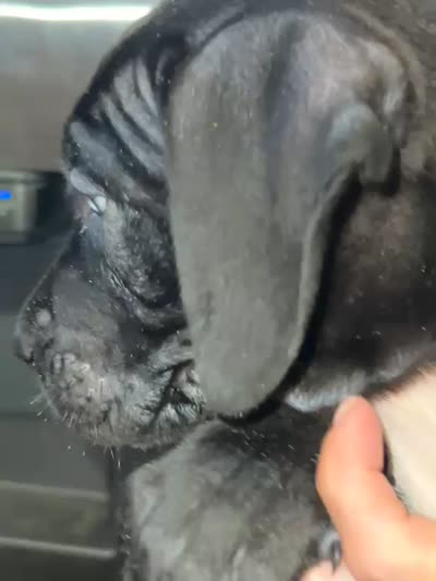 Goliat, a male Neapolitan Mastiff and Cane Corso for sale in Gainesville, FL – 2 of 4