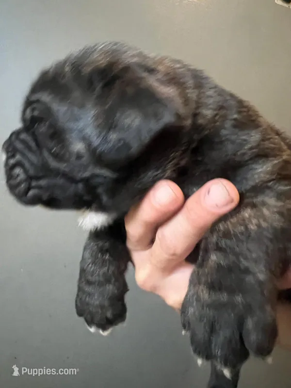 Titan  – Neapolitan Mastiff, Cane Corso puppy for sale in Gainesville, FL