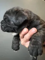 Titan , a male Neapolitan Mastiff and Cane Corso for sale in Gainesville, FL – 1 of 3