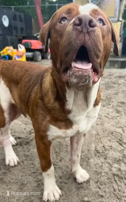 Goliat – American Bulldog, Dogue de Bordeaux puppy for sale in Gainesville, FL