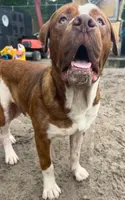 Goliat, a male American Bulldog and Dogue de Bordeaux for sale in Gainesville, FL – 1 of 3