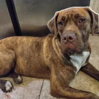 Jorgelina , a female Cane Corso for sale in Gainesville, FL – 2 of 4