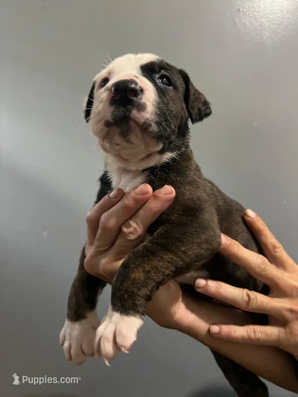 Leoneas  – Cane Corso, American Mastiff puppy for sale in Gainesville, FL