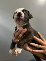 Leoneas , a  Cane Corso and American Mastiff for sale in Gainesville, FL – 1 of 3