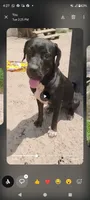 Pulgui, a male Cane Corso for sale in Gainesville, FL – 2 of 3