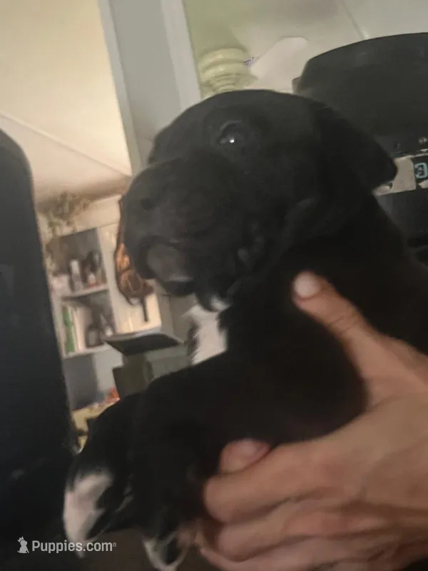 Athenea  – Neapolitan Mastiff, Cane Corso puppy for sale in Gainesville, FL