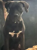 Negri, a female Perro de Presa Canario and Cane Corso for sale in Gainesville, FL – 4 of 4