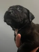 Thor , a male Neapolitan Mastiff and Cane Corso for sale in Gainesville, FL – 1 of 2
