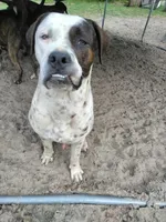 Charley, a male American Bulldog and American Mastiff for sale in Gainesville, FL – 2 of 2
