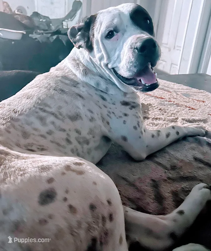 Charley – American Bulldog, American Mastiff puppy for sale in Gainesville, FL