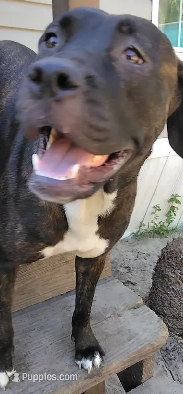 Rai -ra – Cane Corso puppy for sale in Gainesville, FL