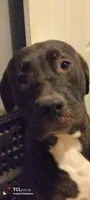 Maira , a female Perro de Presa Canario and Cane Corso for sale in Gainesville, FL – 4 of 4