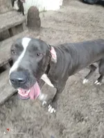 Silver, a male Great Dane for sale in Gainesville, FL – 1 of 2