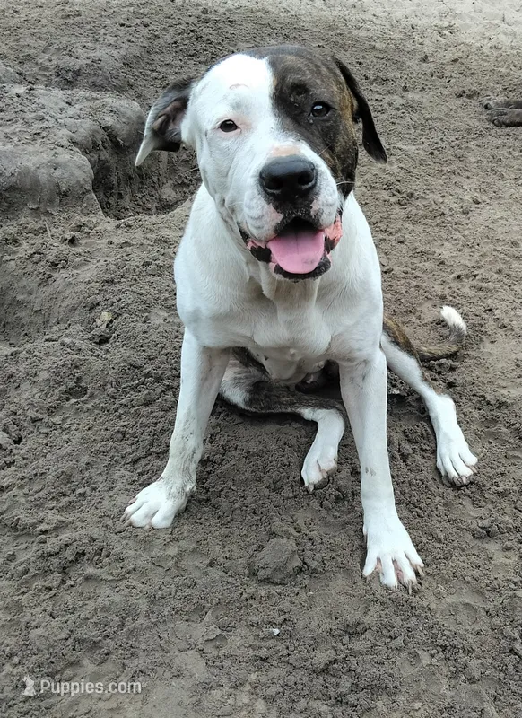 Alice , a female American Bulldog for sale in Gainesville, FL – 1 of 1