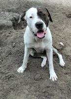 Alice , a female American Bulldog for sale in Gainesville, FL – 1 of 1