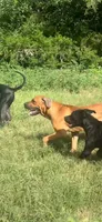 Gilgamesh , a male Bullmastiff and Boerboel for sale in Gainesville, FL – 2 of 2
