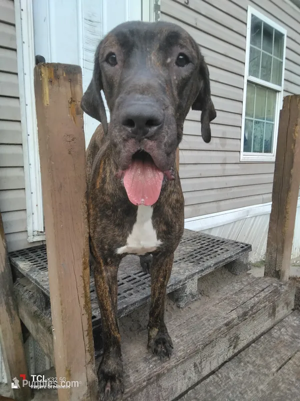 Thor  – Great Dane puppy for sale in Gainesville, FL