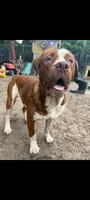 Goliat, a male American Bulldog and Dogue de Bordeaux for sale in Gainesville, FL – 2 of 3