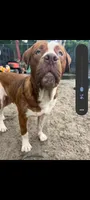 Goliat, a male American Bulldog and Dogue de Bordeaux for sale in Gainesville, FL – 3 of 3