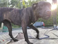 Negri, a female Perro de Presa Canario and Cane Corso for sale in Gainesville, FL – 2 of 3