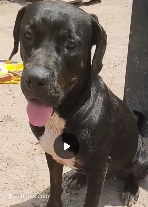 Pulgui – Cane Corso puppy for sale in Gainesville, FL