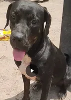 Pulgui, a male Cane Corso for sale in Gainesville, FL – 1 of 3