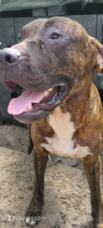 Ranfi – Perro de Presa Canario, Cane Corso puppy for sale in Gainesville, FL