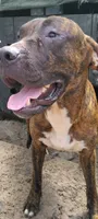 Ranfi, a male Perro de Presa Canario and Cane Corso for sale in Gainesville, FL – 1 of 1
