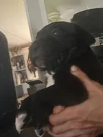 Thor , a male Neapolitan Mastiff and Cane Corso for sale in Gainesville, FL – 2 of 2