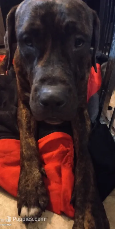 Osiris  – Perro de Presa Canario, Cane Corso puppy for sale in Gainesville, FL