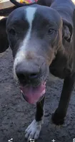 Thor , a male Great Dane for sale in Gainesville, FL – 3 of 3
