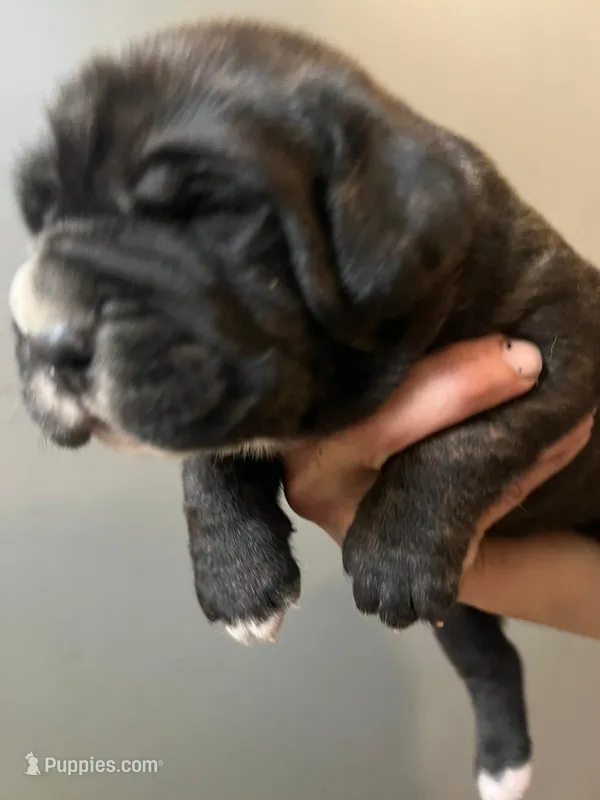 Athenea  – Neapolitan Mastiff, Cane Corso puppy for sale in Gainesville, FL